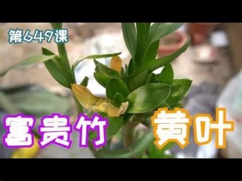 萬年青莖變黃|萬年青（幸運竹）葉子變白泛黃、葉尖乾枯、莖長黑。